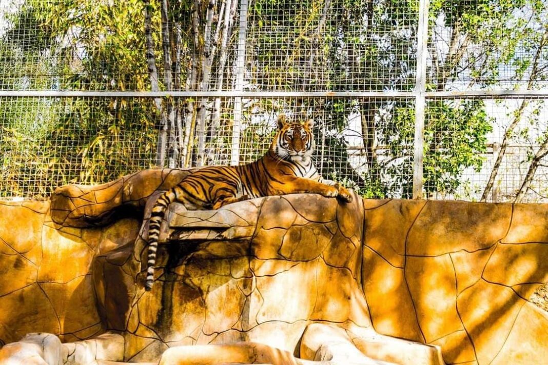 ¿QUÉ PUEDE VER Y DISFRUTAR EN EL PARQUE MORELOS DE TIJUANA? BC Reporteros