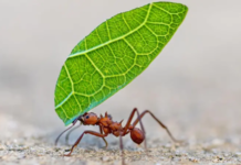 5 formas en las que los insectos toman decisiones y resuelven problemas (y qué podemos aprender de ellos)